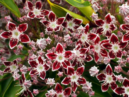 Mamota, kalmie 'Galaxy'