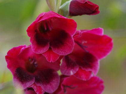 Mečík 'Papilio Ruby'
