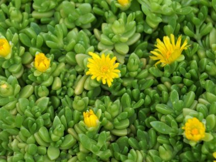 Kosmatec nubigenum