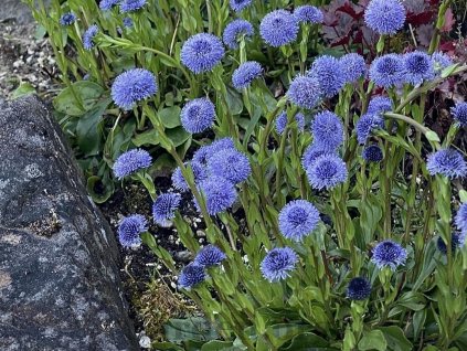 Koulenka valencijská - Globularia valentina