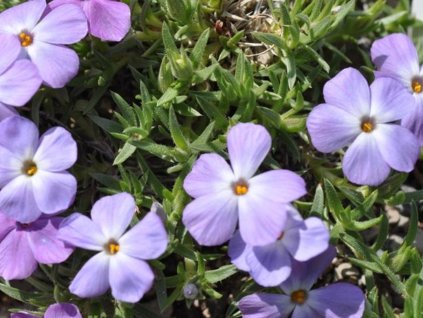 Plaménka kelseyi - Phlox kelseyi