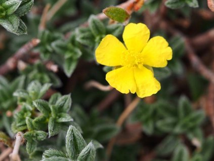 Devaterník šedý - Helianthemum canum