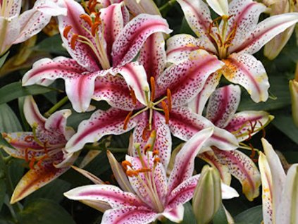 Lilie Stargazer () Lilie Stargazer