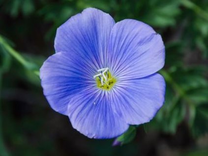 Len vytrvalý subsp. alpinum - Linum perenne subsp. alpinum