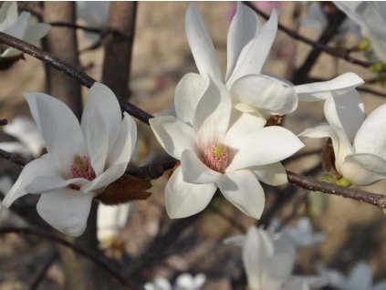 Magnolie 'Elisa Odenwald'