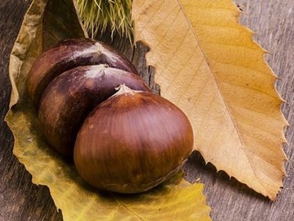 Kaštan jedlý 'Bouche de Betizac'