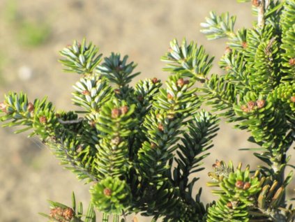 Jedle korejská 'Brevifolia'