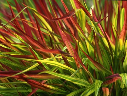 Rákosovka velká 'Mulled Wine' - Hakonechloa macra 'Mulled Wine'