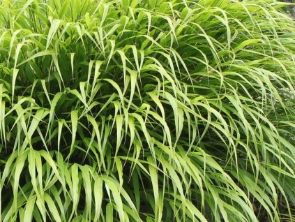 Rákosovka velká 'Nicolas' - Hakonechloa macra 'Nicolas'