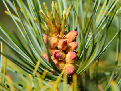 Borovice zakrslá 'Glauca'