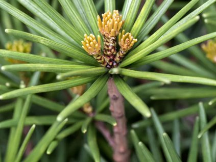 Sciadopitys verticillata Beauty Green 1200x630 proportionalsmallest