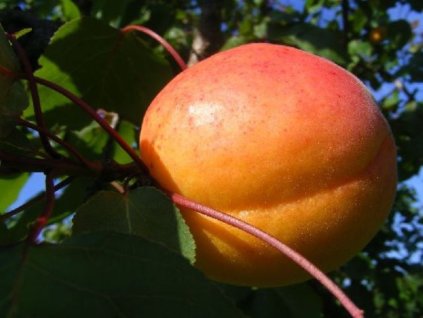 Meruňka 'Ceglédská nachová'