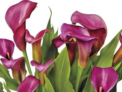 Kala 'Purple Spirit'