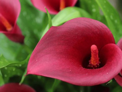 Kala 'Royal Valentine'