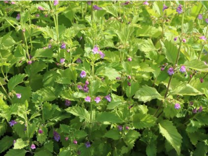 Marulka velkokvětá - Calamintha grandiflora