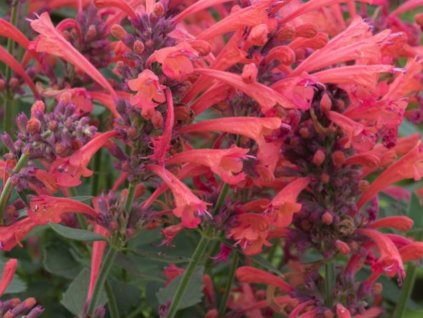 Agastache 'Kudos Coral' - Agastache 'Kudos Coral'