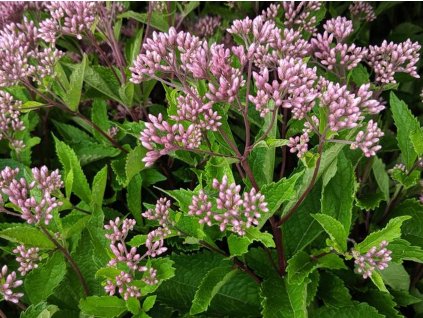 Sadec 'Baby Joe' - Eupatorium dubium 'Baby Joe'