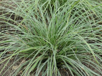 Ostřice 'Hime Kansuge' - Carex conica 'Hime Kansuge'