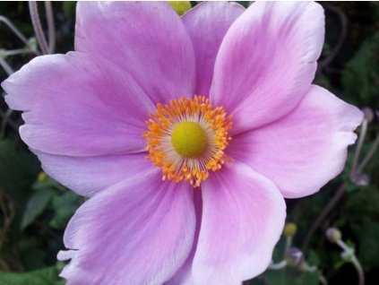 Sasanka hupejská 'Lorelei' - Anemone hupehensis 'Lorelei'