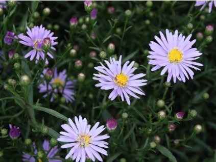 Hvězdnice turbinellus - Aster turbinellus