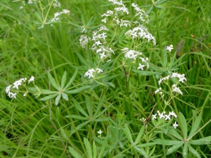 Svízel lesní - Galium sylvaticum