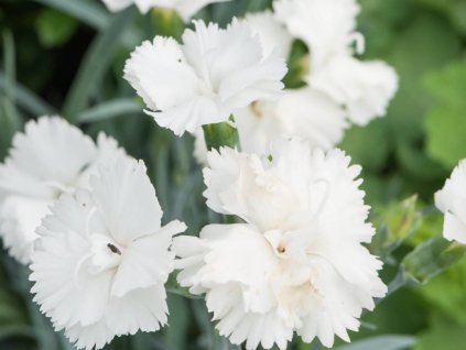Hvozdík karafiát 'Silver Stars Arctic Star' - Dianthus caryophyllus 'Silver Stars Arctic Star'
