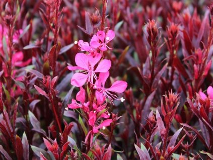 Svíčkovec Lindheimerův 'Gaudi Red' - Gaura lindheimeri 'Gaudi Red'