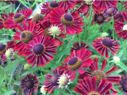 Záplevák x hybr. 'Siesta' - Helenium x  hybr. 'Siesta'