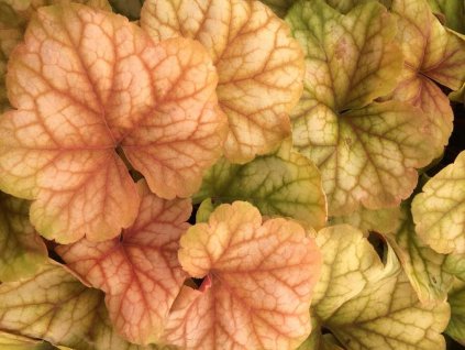 Dlužicha 'Champagne' - Heuchera 'Champagne'