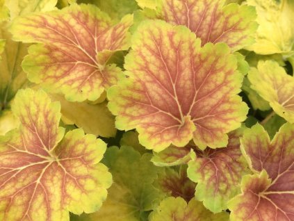 Dlužicha 'Delta Dawn' - Heuchera 'Delta Dawn'