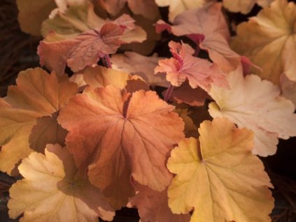 Dlužicha 'Mega Caramel' - Heuchera 'Mega Caramel'