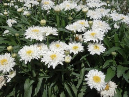 Kopretina 'Sweet Daisy Rebecca' - Leucanthemum 'Sweet Daisy Rebecca'