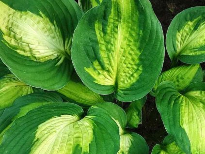 Bohyška 'Captain Kirk' - Hosta 'Captain Kirk'