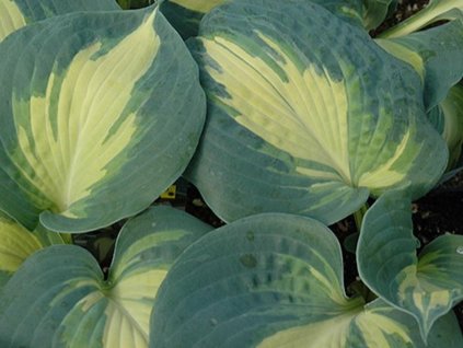 Bohyška 'Dream Weaver' - Hosta 'Dream Weaver'