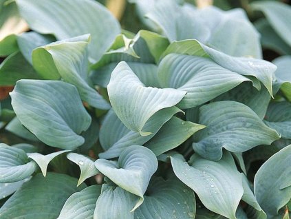 Bohyška 'Fragrant Blue' - Hosta 'Fragrant Blue'