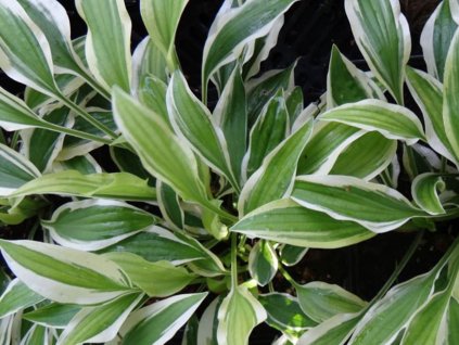 Bohyška 'Sandhill Crane' - Hosta 'Sandhill Crane'