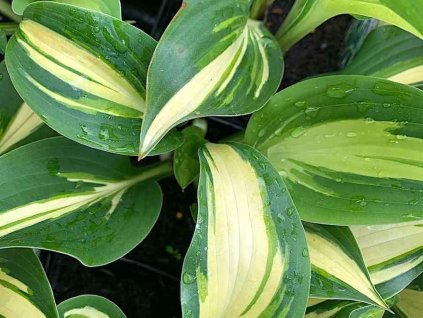 Bohyška 'Tongue of Flame' - Hosta 'Tongue of Flame'