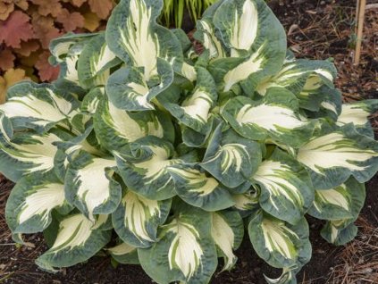 Bohyška Sieboldova 'Hans' - Hosta Sieboldova 'Hans'