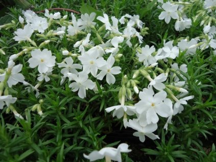 Plaménka šídlovitá 'Fabulous White'  - Phlox subulata 'Fabulous White'