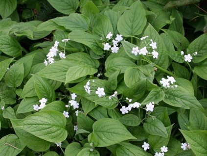 Pupkovec jarní 'Alba' - Omphalodes verna 'Alba'