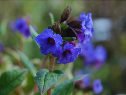 Plicník 'Blue Ensign' - Pulmonaria 'Blue Ensign'