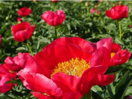 Pivoňka čínská 'Montezuma' - Paeonia lactiflora 'Montezuma'