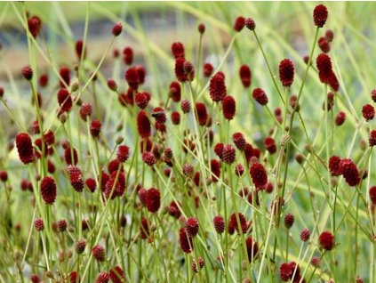 Krvavec toten 'Proud Mary' - Sanguisorba officinalis 'Proud Mary'