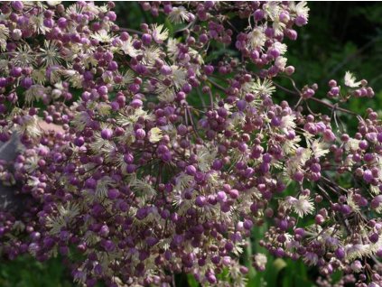Žluťucha 'Elin' - Thalictrum 'Elin'
