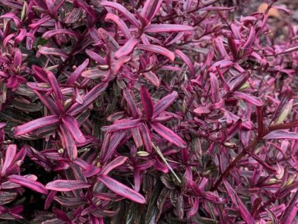 Hebe 'Magicolors'