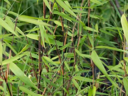 Fargesia murieliae 'Winter Black'/Bambus