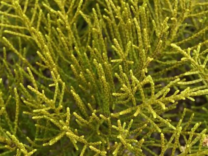 Hebe ochracea