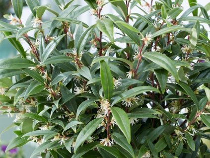 Masoplodka nízká 'Purple Gem'