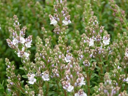 Hebe 'Baby Marie'