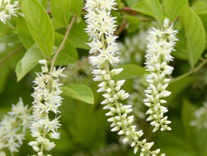 Itea viržinská 'Love Child'